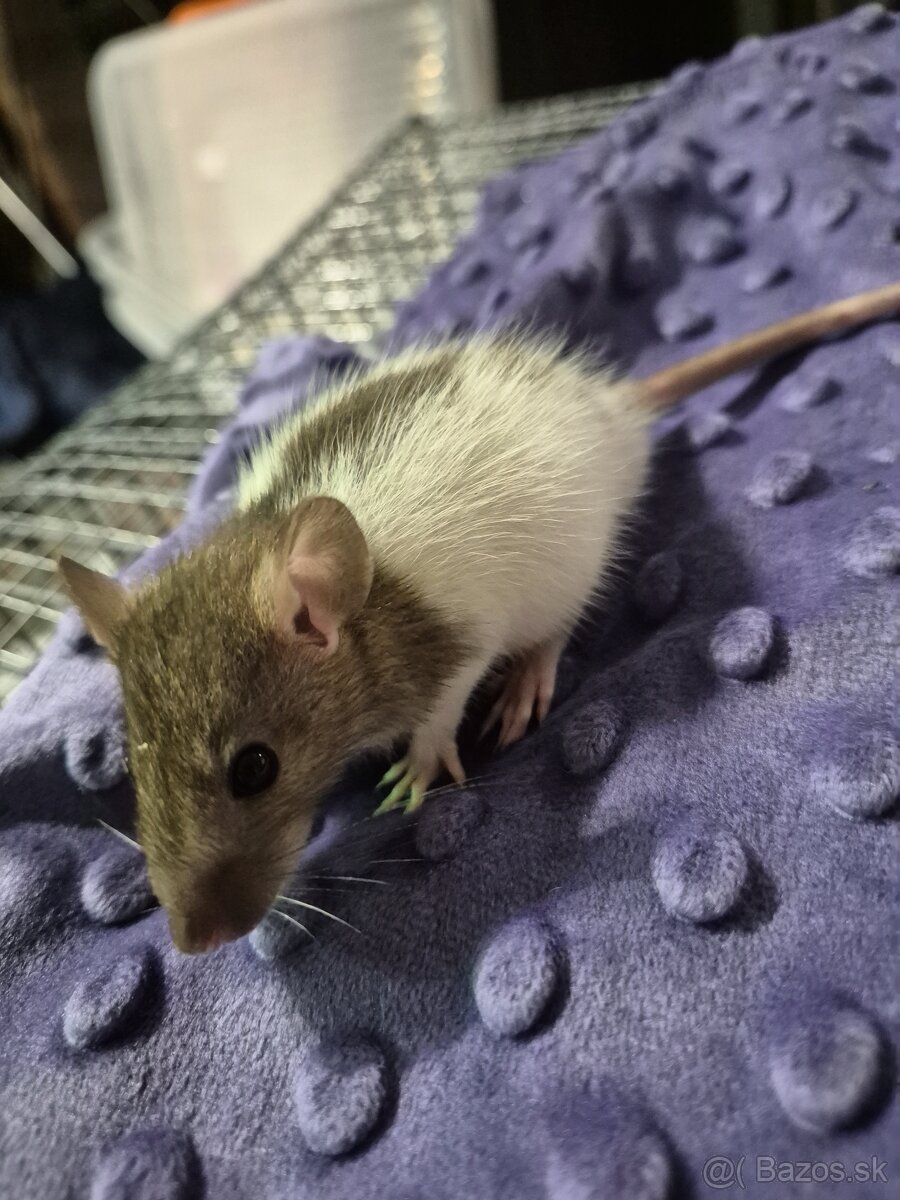Potkan -potkaníky - 2