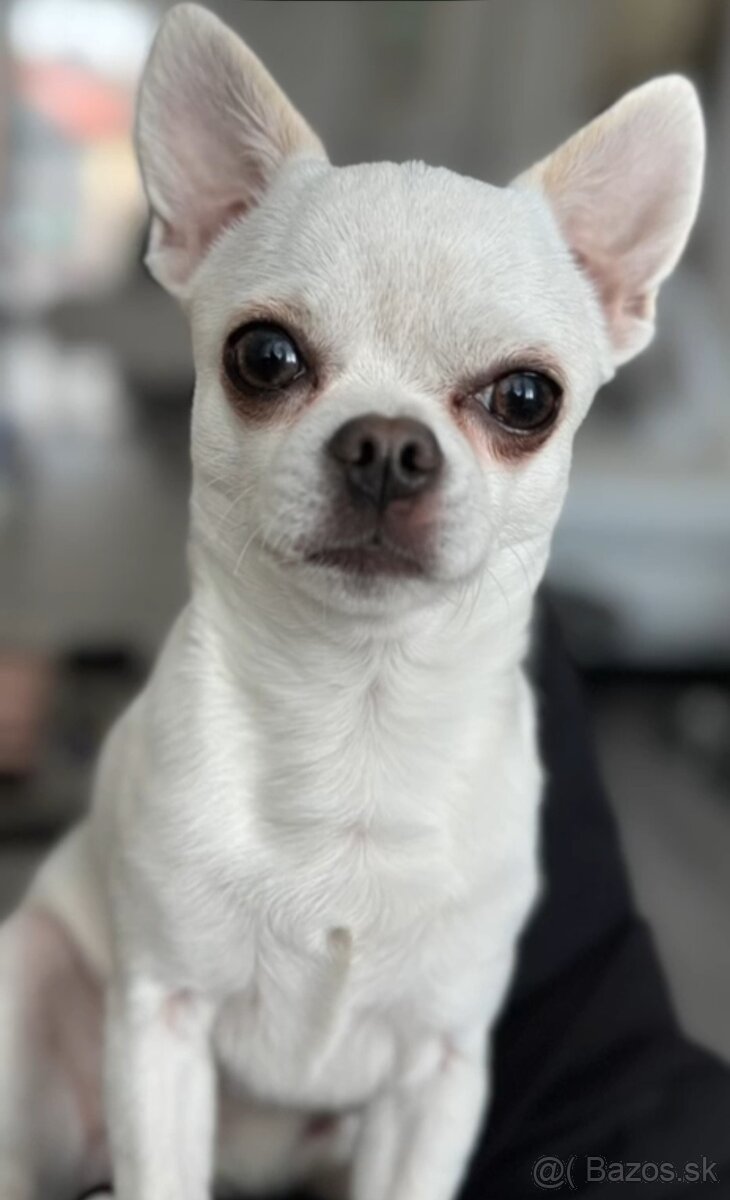 HOLÍČ / BORSKÝ MIKULÁŠ: 🐾 Ponuka na krytie – čivava Jackie - 2