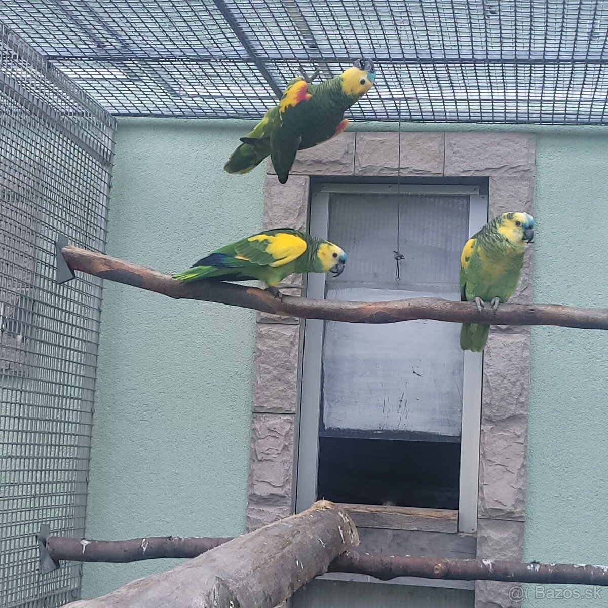 Amazonan modročely - 2