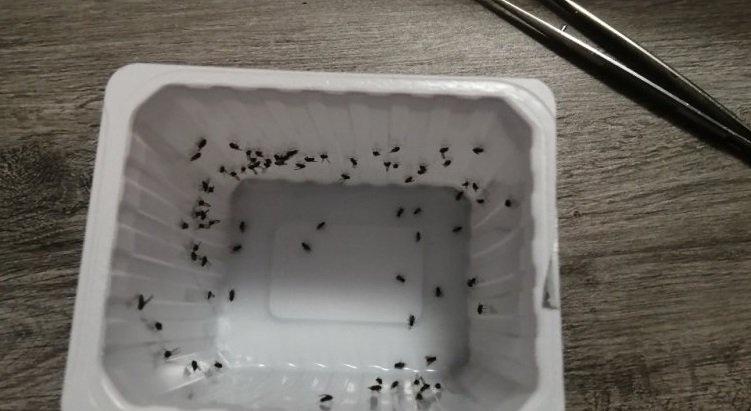 suchá bariéra proti úniku zvierat - 2