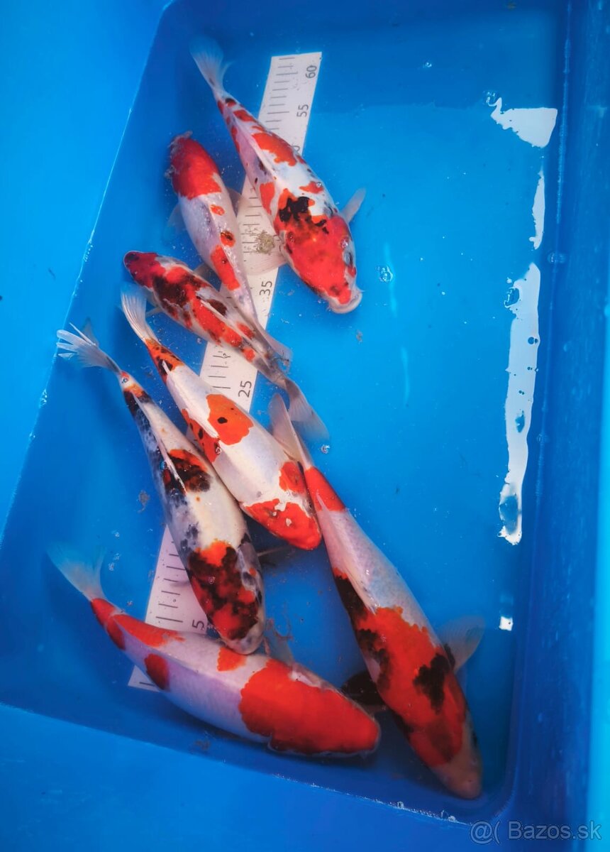 Koi japan kapre - 2
