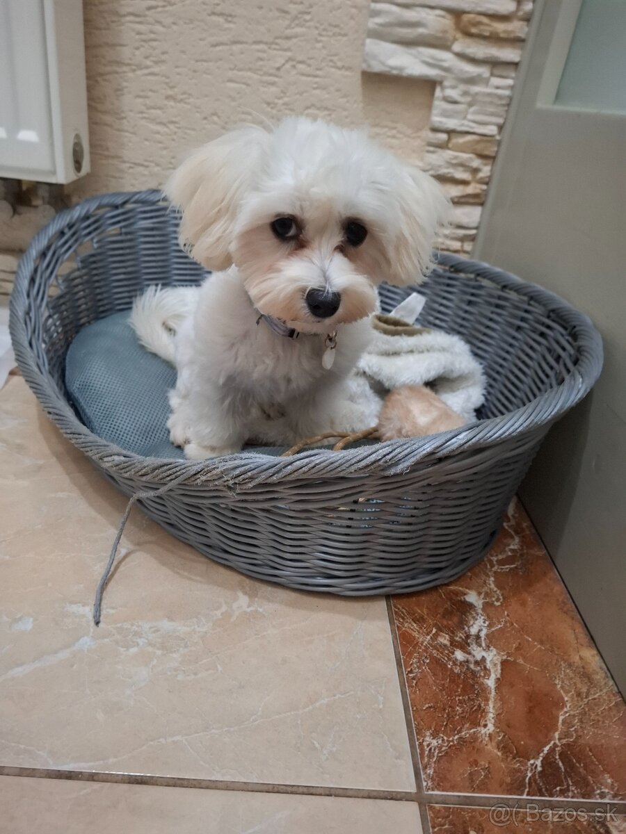 Mini Maltezak - 2