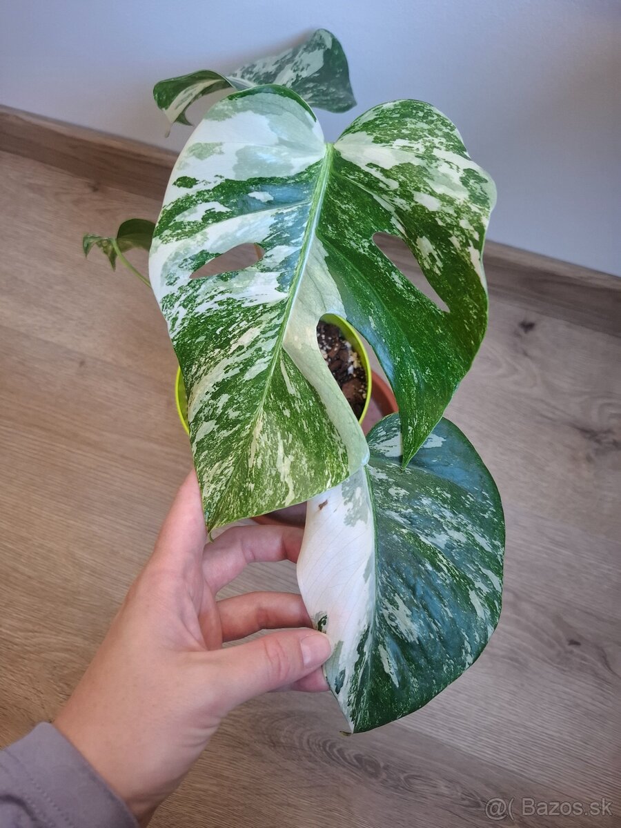 Monstera albo - 2