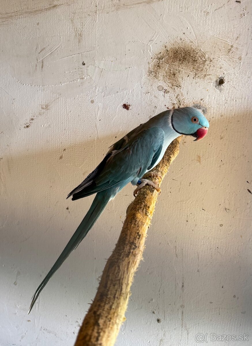 Alexander malý - pár - 2