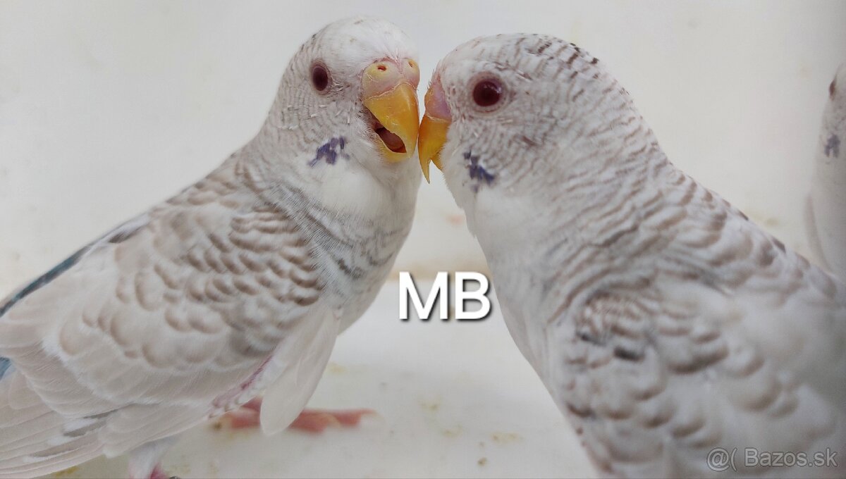 Fallow blackwings andulky - 2