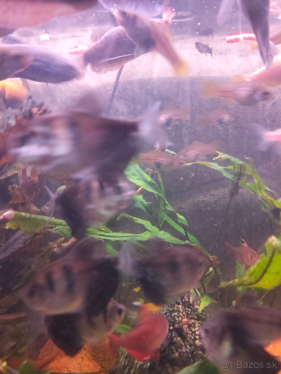 Akvarijne rastliny a rybky - 2