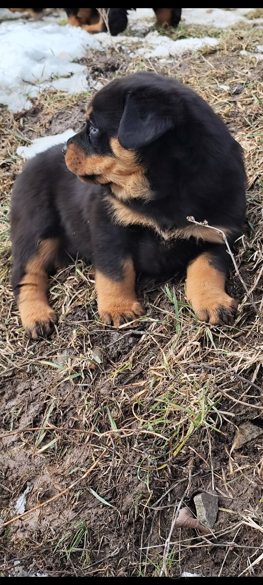 Predám rotvajlera - 2