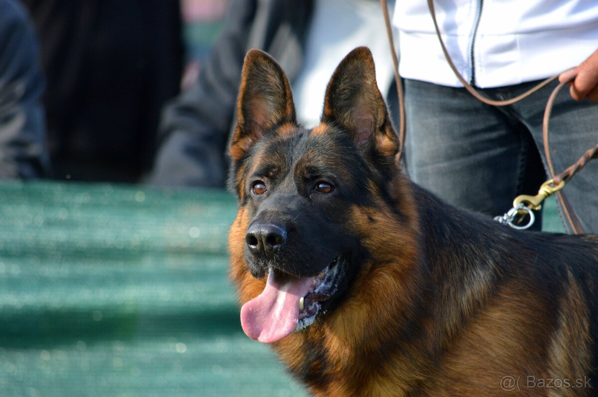 Nemecký ovčiak - 2