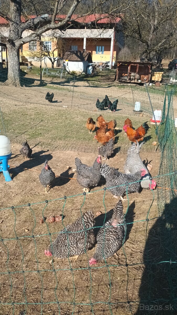 Australorpka nasadove vajíčka - 2