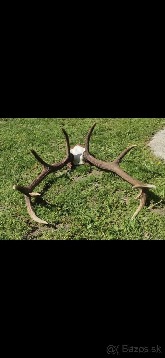 Parožie, parohy, zhody - 2