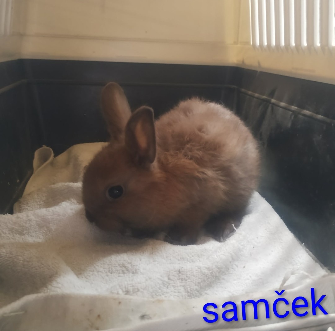 Mini zajačikovia predaj - 2