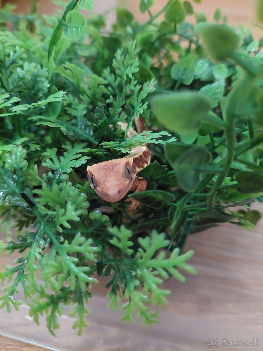 Pagekón riasnatý - 2