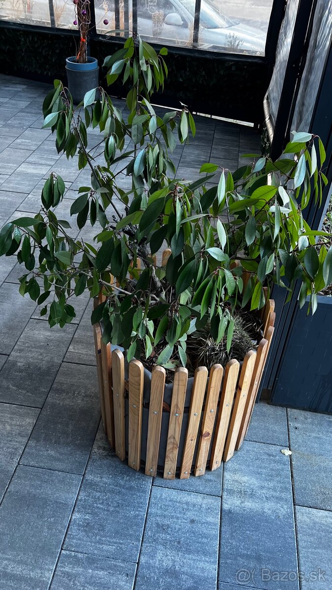 Predám Stromčeky 2ks - 2