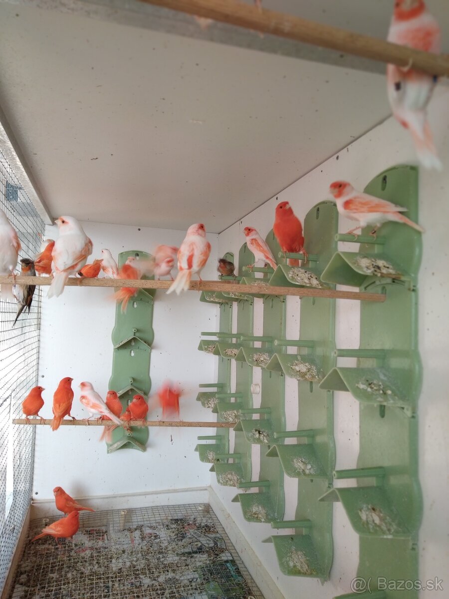 PREDÁM SEDAKY DO KLIETKY ALEBO VOLIERY - 2