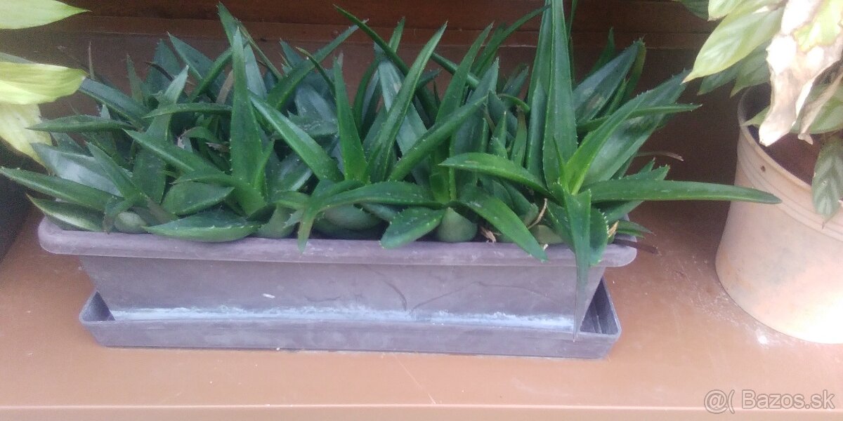 Aloe vera - 2
