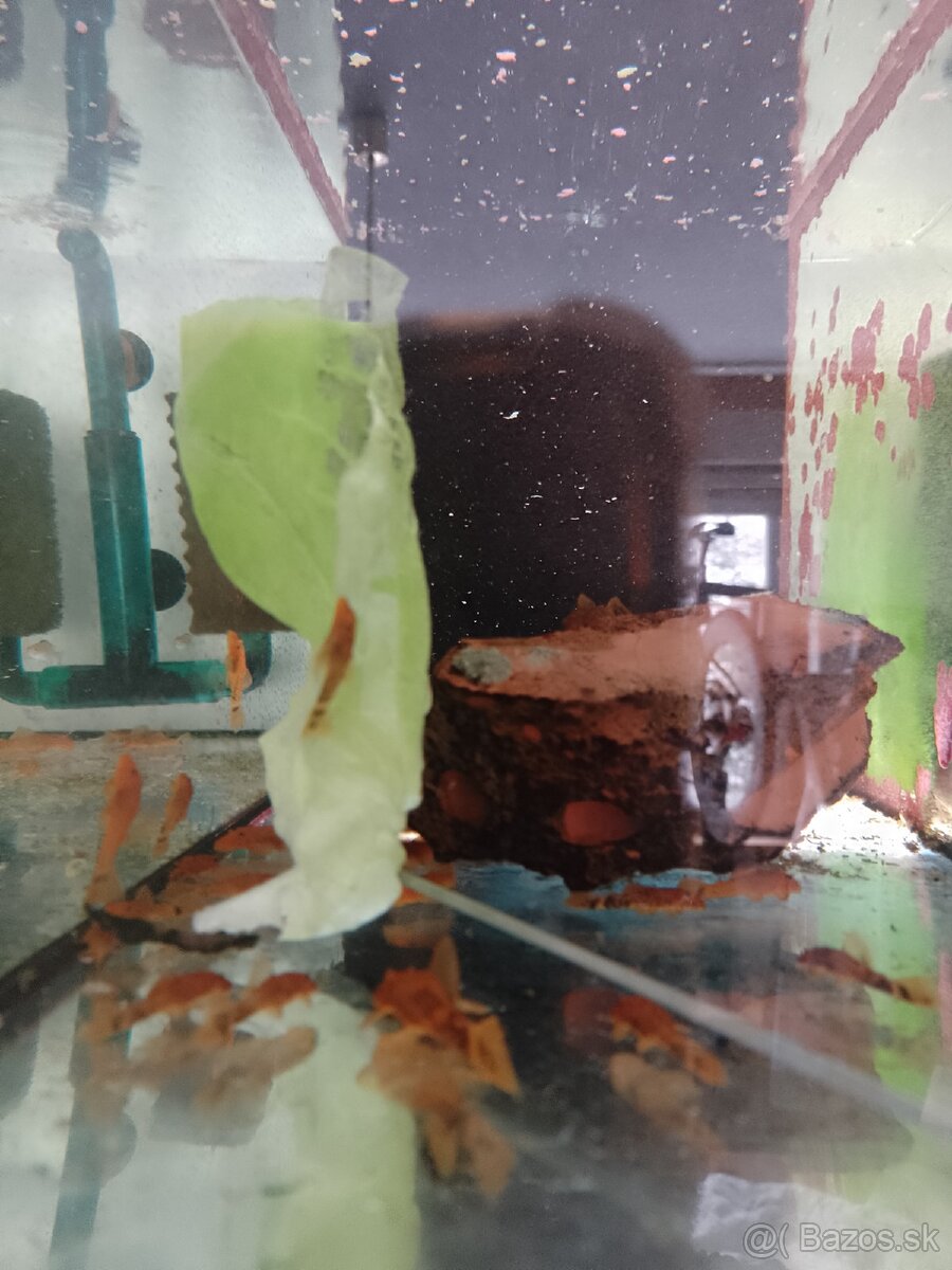 Ancistrus red, Brown LDA16. - 2