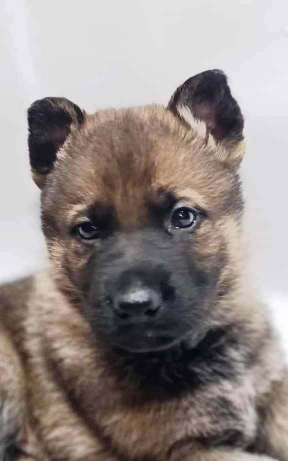 Německý ovčák s PP - 2