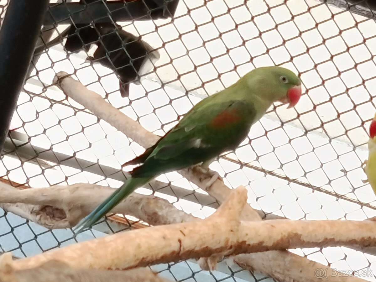 Predám 1:1 ALEXANDER VELKÝ MODRÝ 2024 - 2