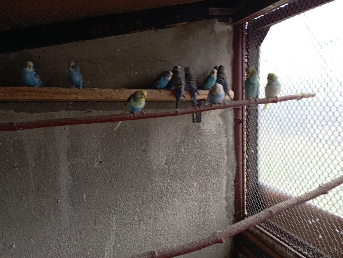 Predám vtákov. - 2