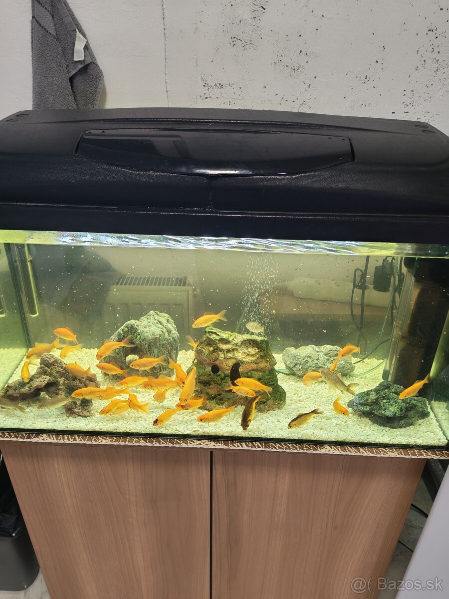 Predám komplet akvárium - 2