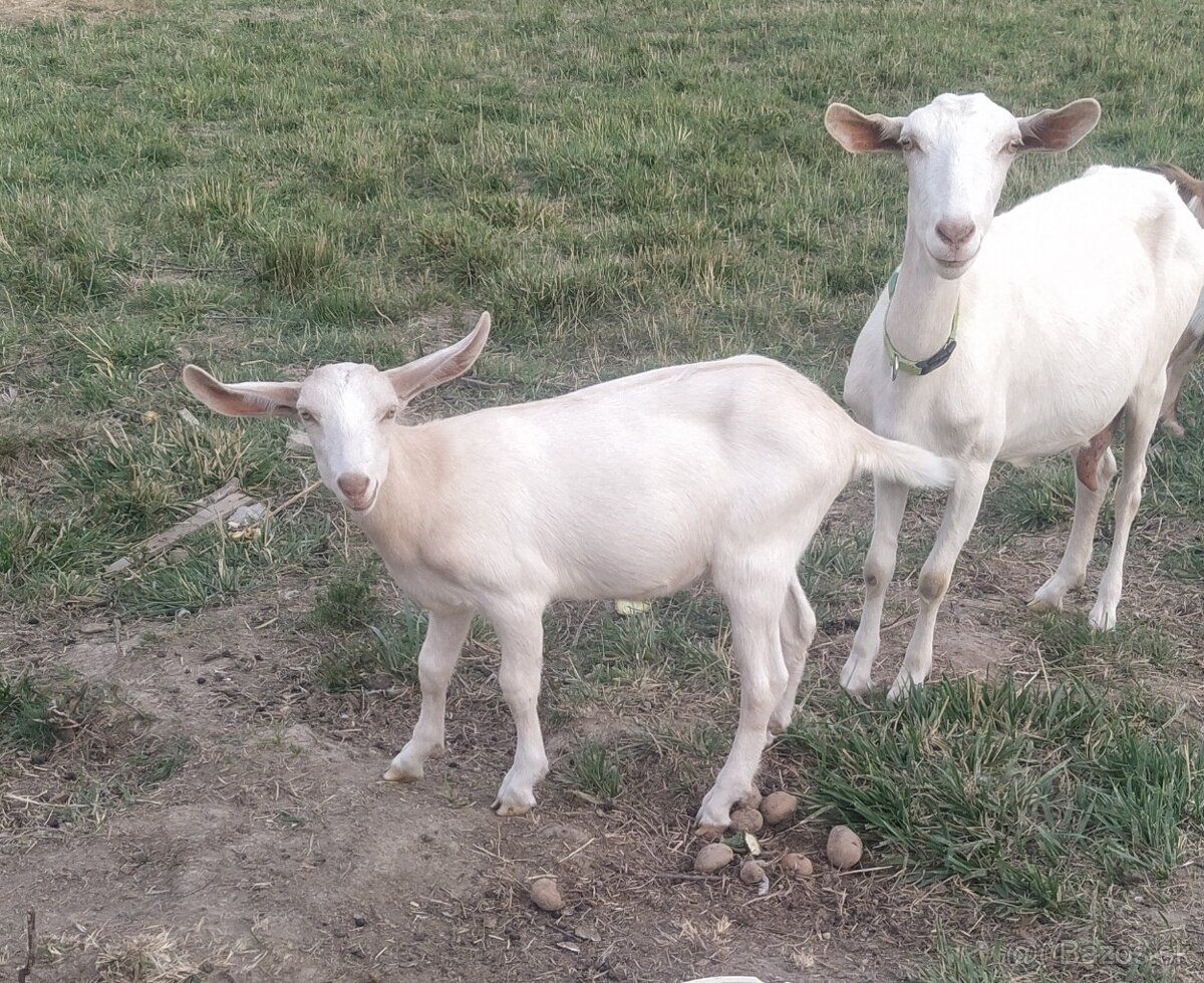 Predám mladé podielové kozy - 2