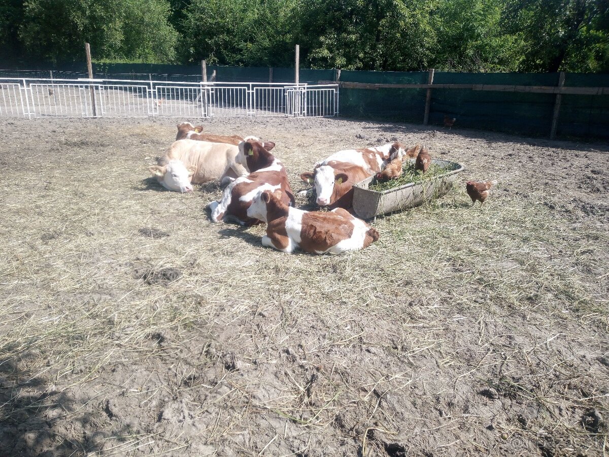 Brigáda s ubytovaním na farme - 2