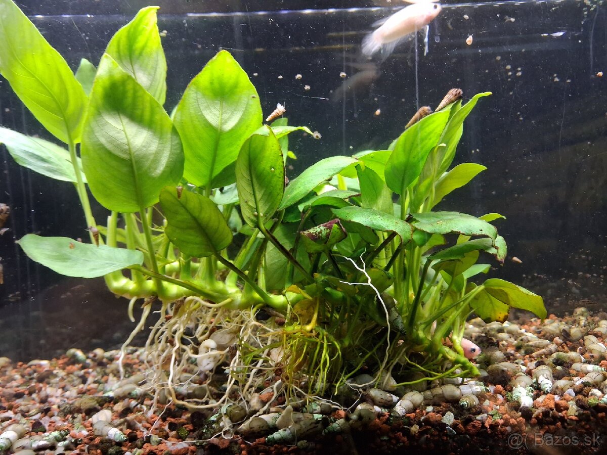 Predám anubias 15 cm - 2