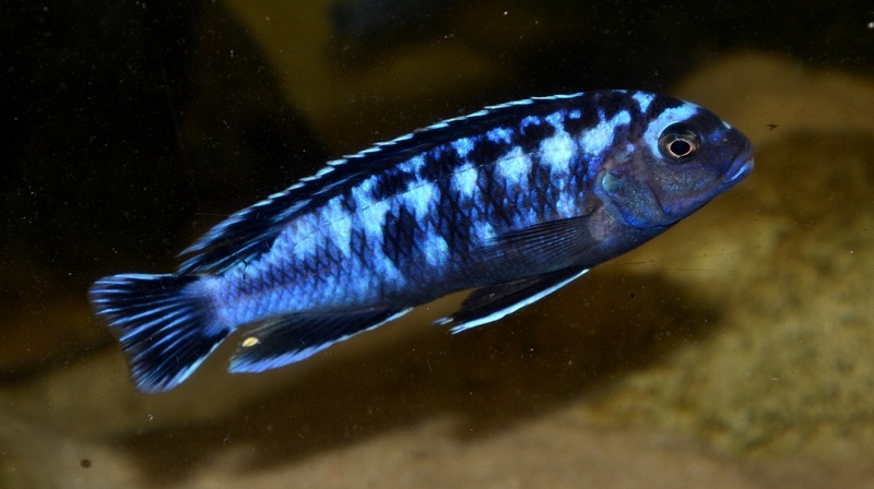 AFRICKÉ CICHLIDY dovoz 9.11 RK-BB - 2