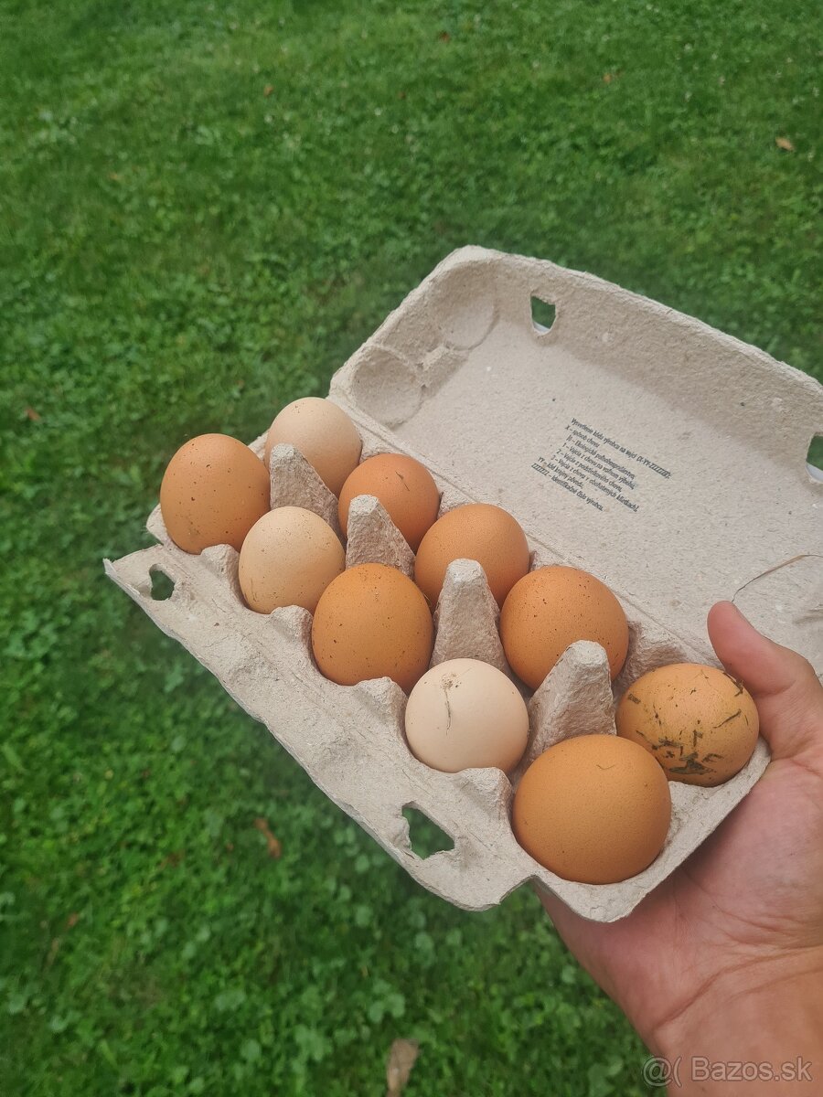 Domáce vajcia - 2
