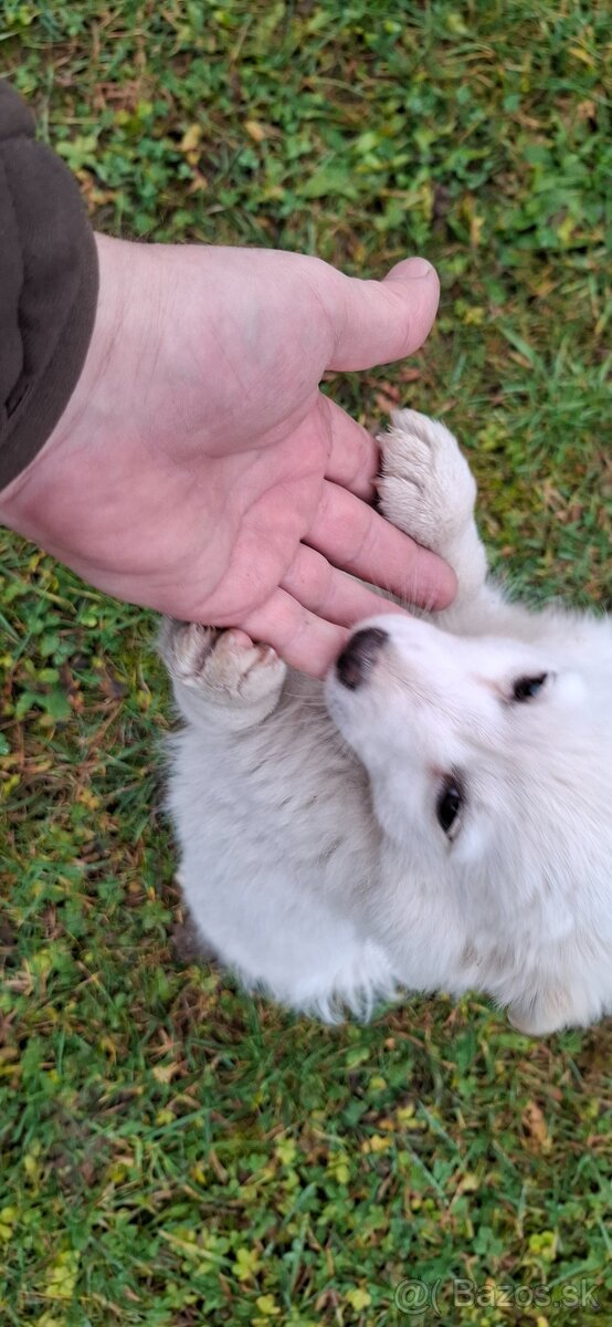 Nemecký ṣ̌pic - 2