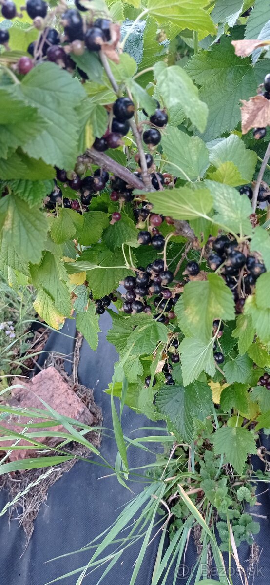 Čierne ríbezle Titania - 2