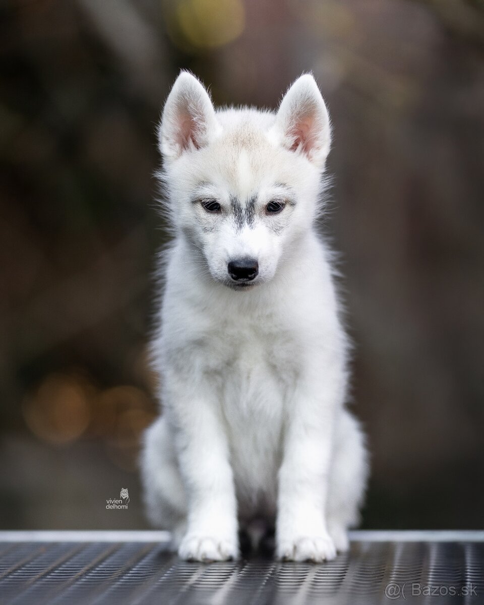 Sibírsky husky fenka s PP - 2