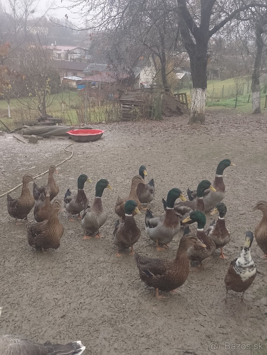 Predám ruanské kačice - 2