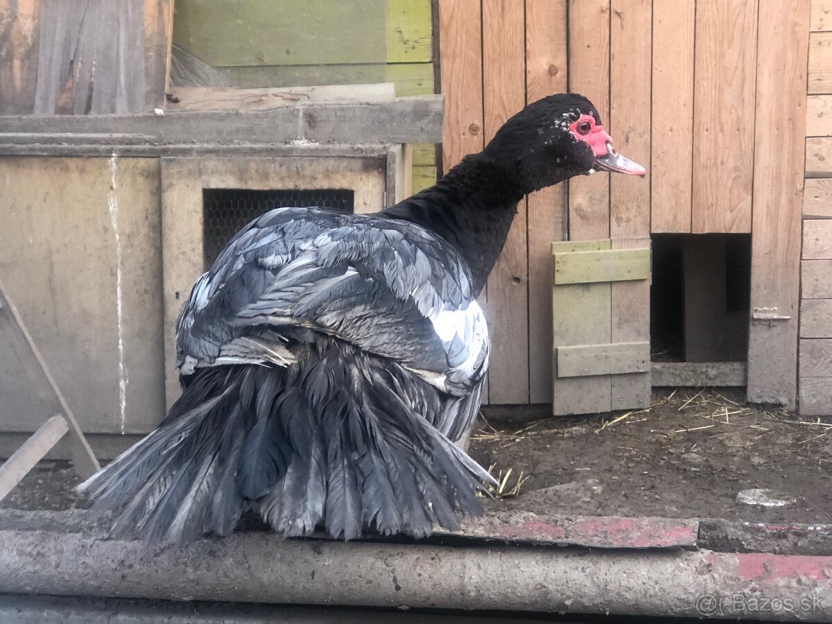 Predám kačky čínske - 2