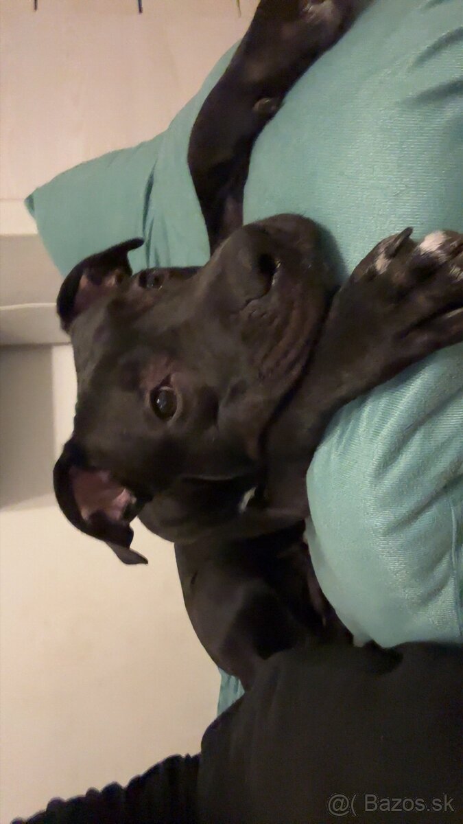 Americky stafford - 2