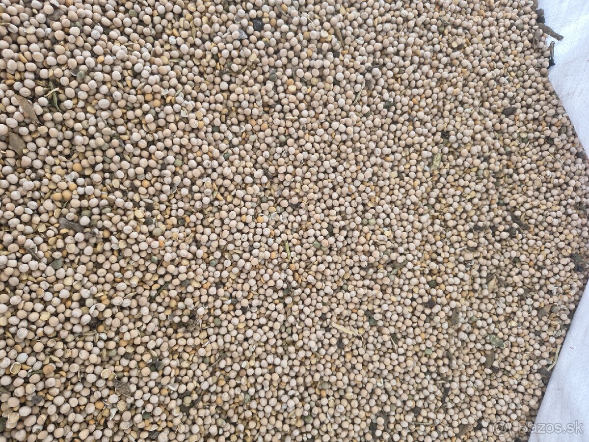 Hrach krmny - 2