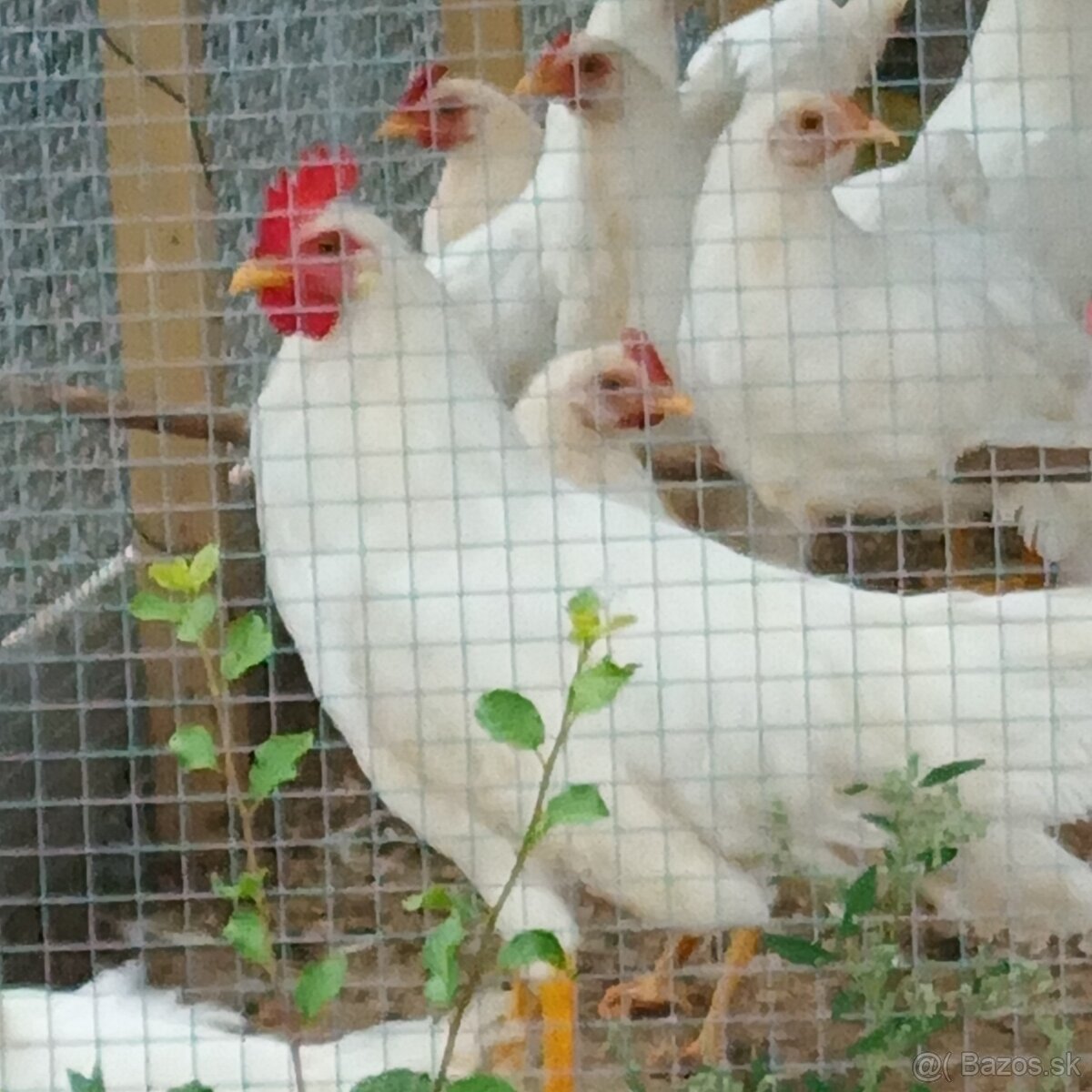 Kohút leghorn - 2