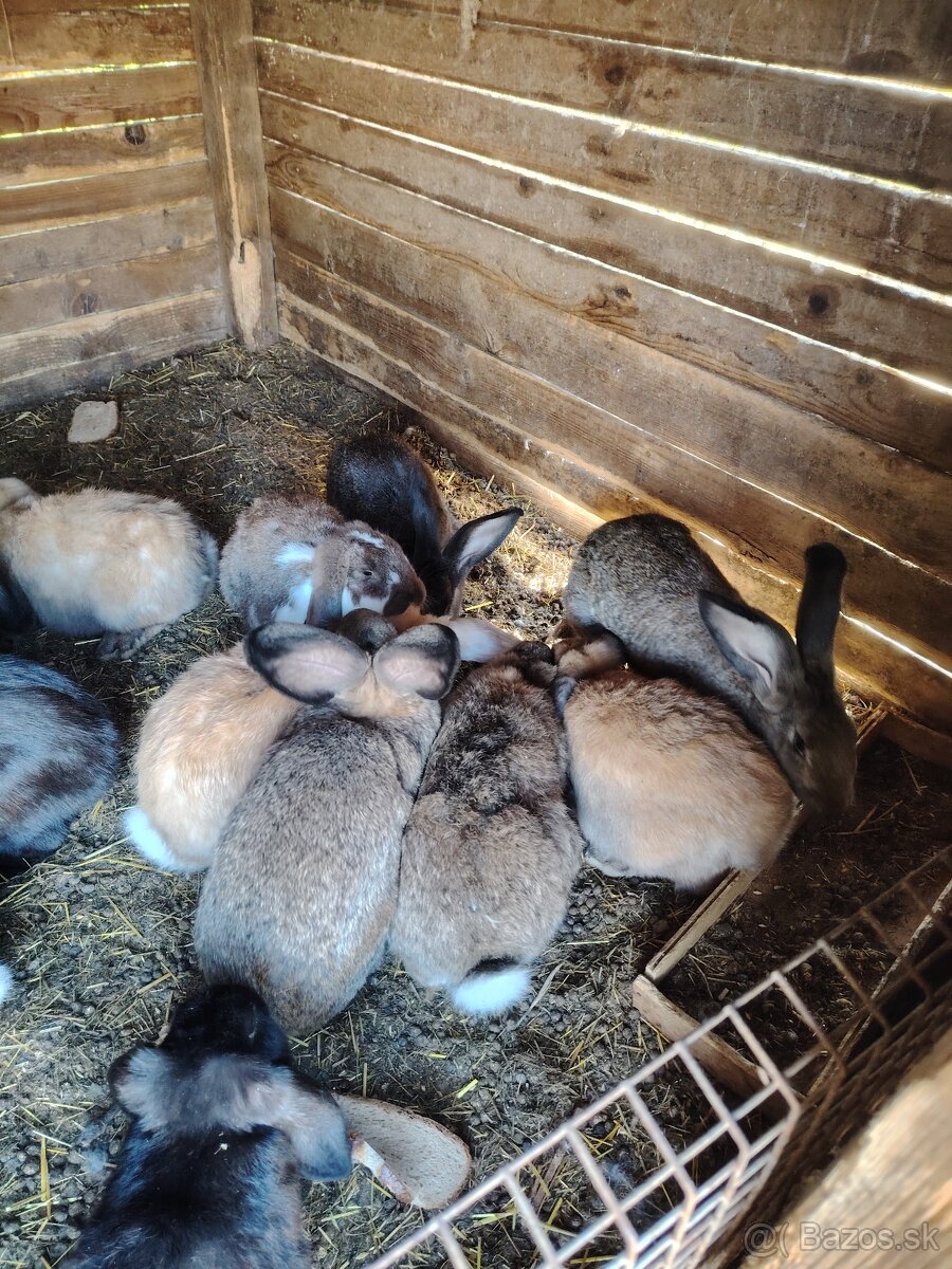 Predám mladé 5 mesačne zajace - 2