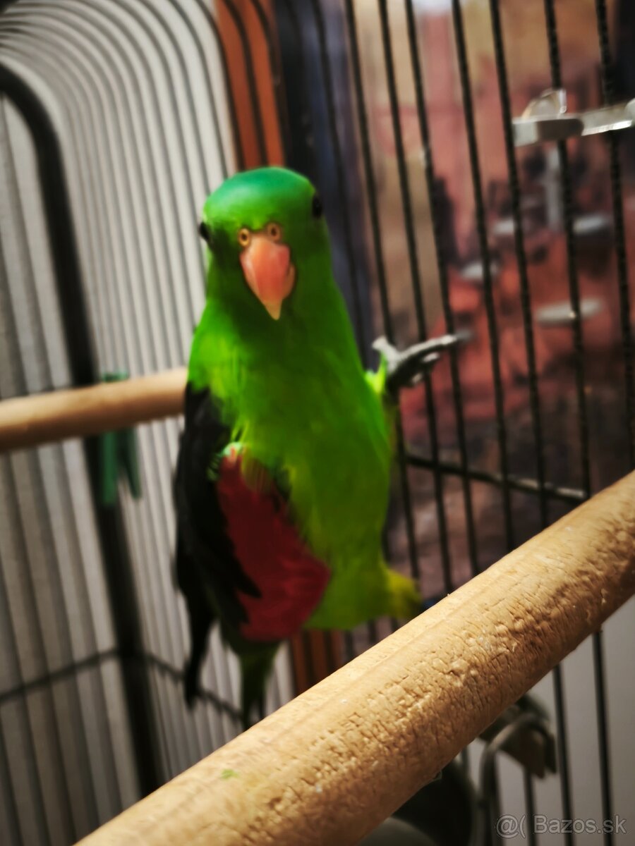 Papagáj červenokrídly - 2
