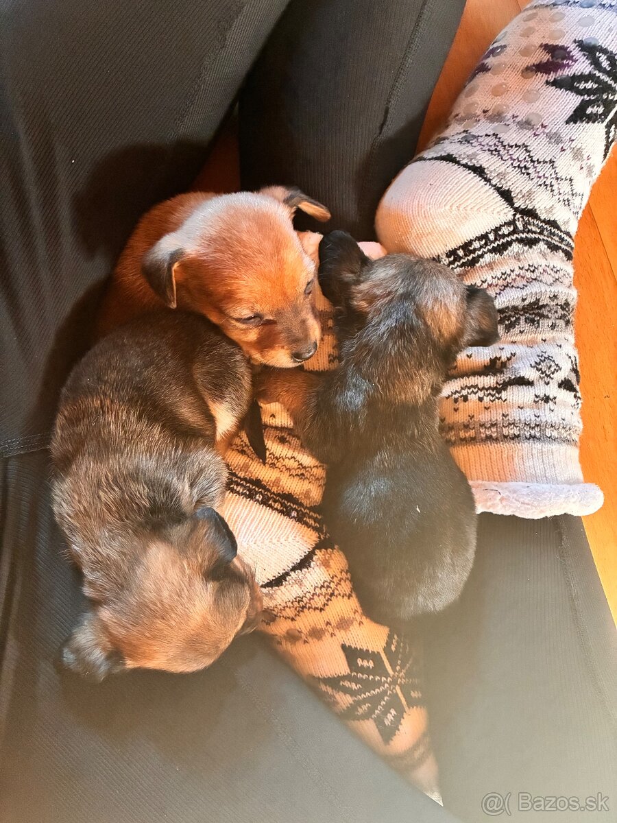 Ponúkam dvojmesačné šteňatá - 2