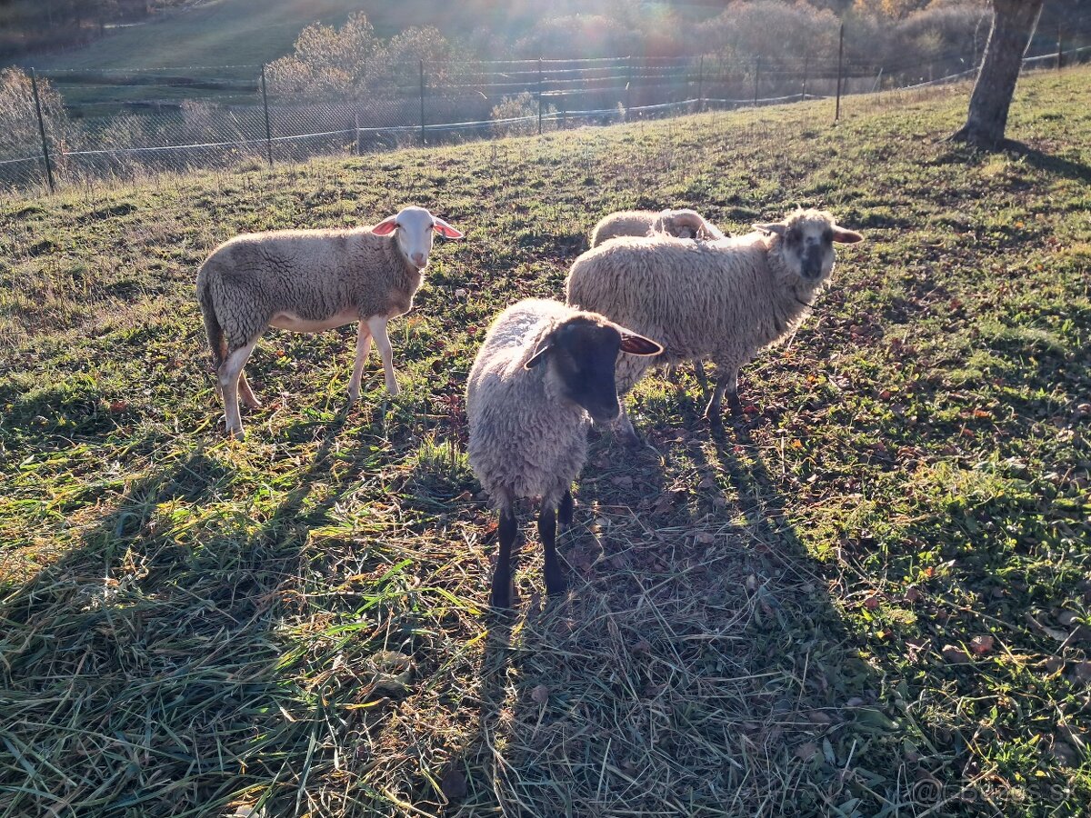 Lacno predám mladé jahňatá na zárez alebo do chovu - 2