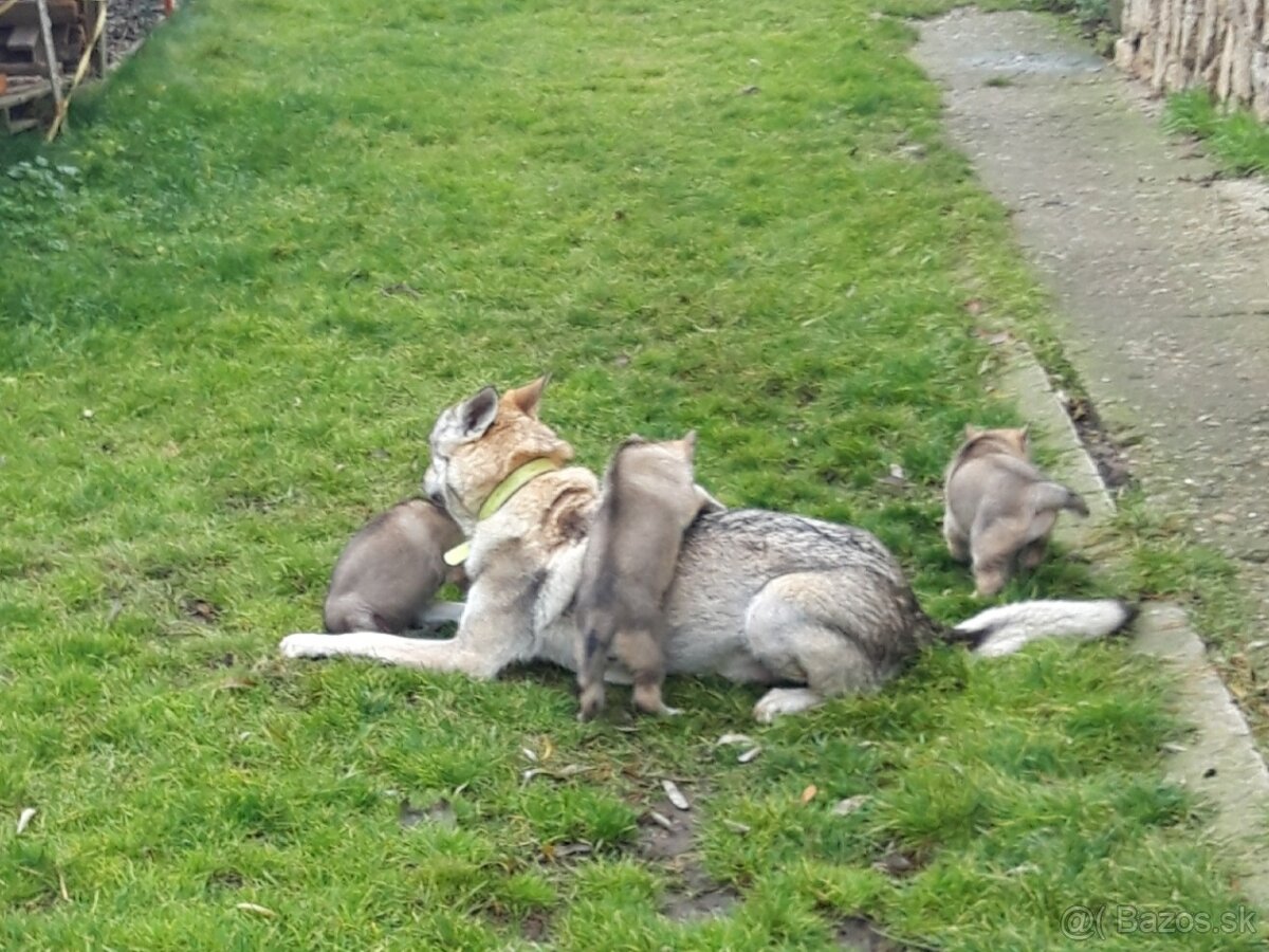 Československy vlčiak - 2