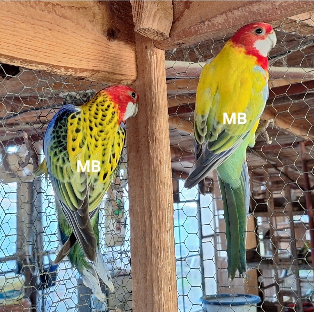 Rozela golden gold a golden mantel - 2