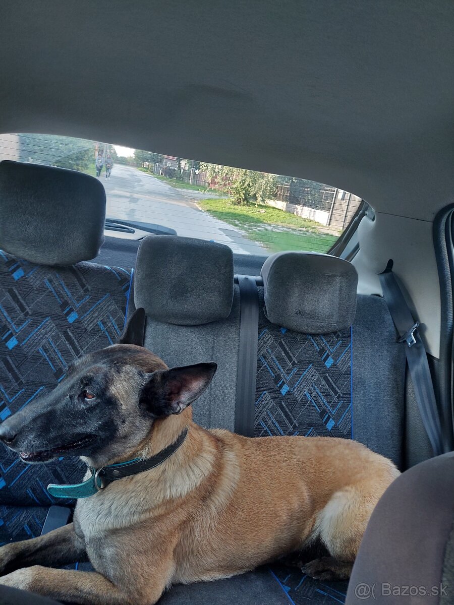 Darujem Malinois - REZERVOVANA - 2