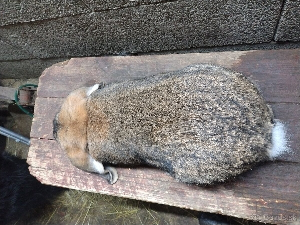 Francúzsky baran - 2