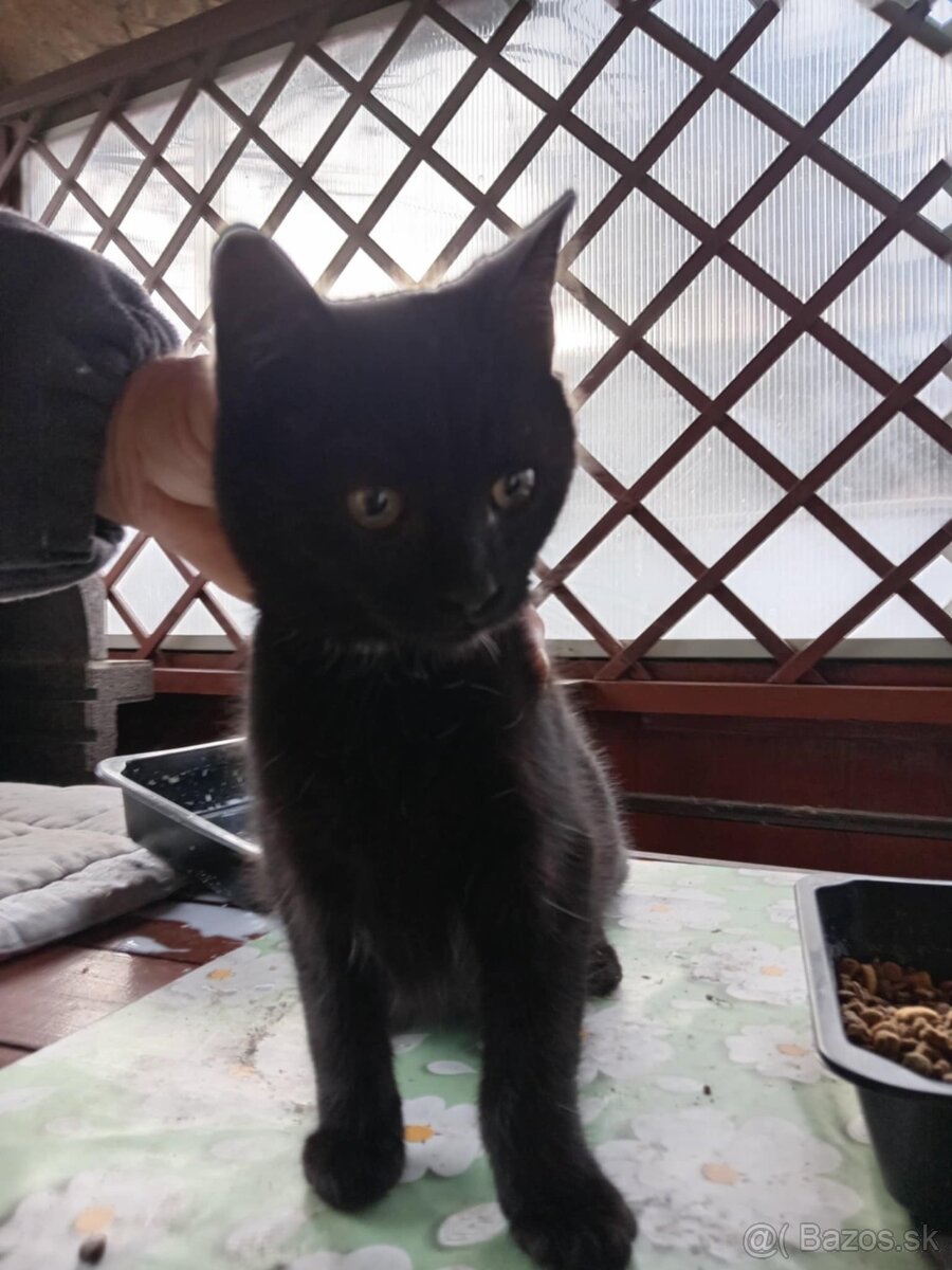 Darujem mačiatka - 2