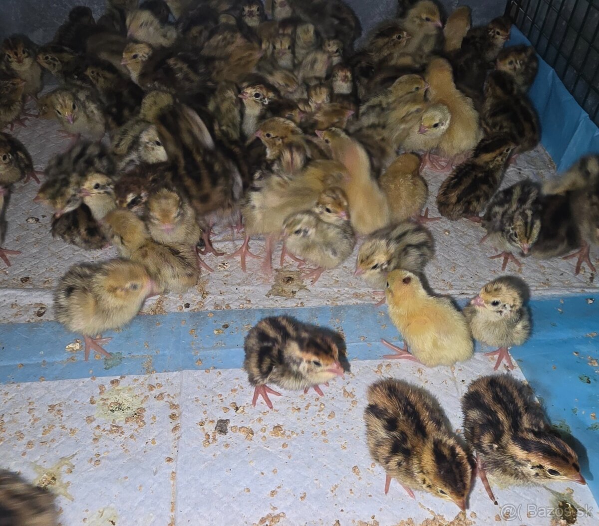 Japonské prepelice - 2