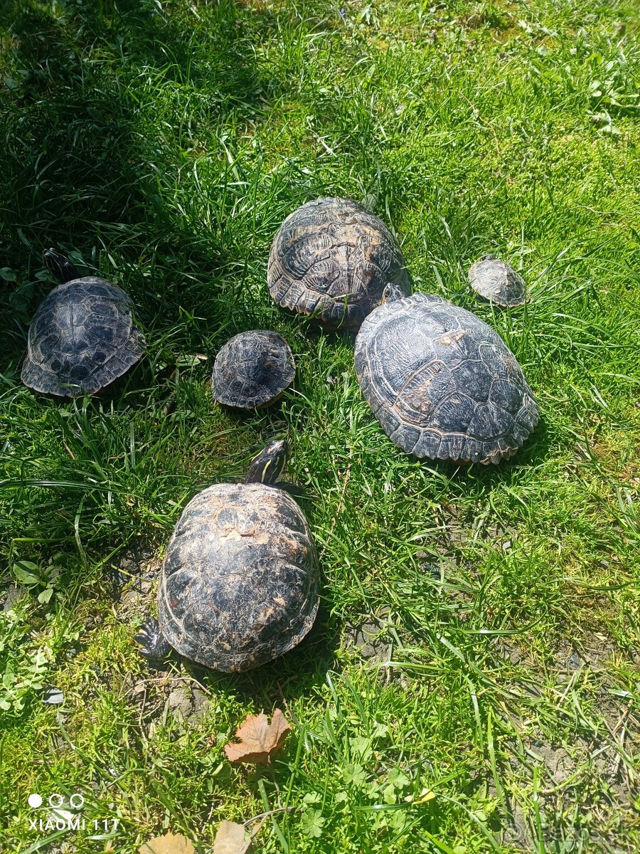 Vodné korytnačky - 2