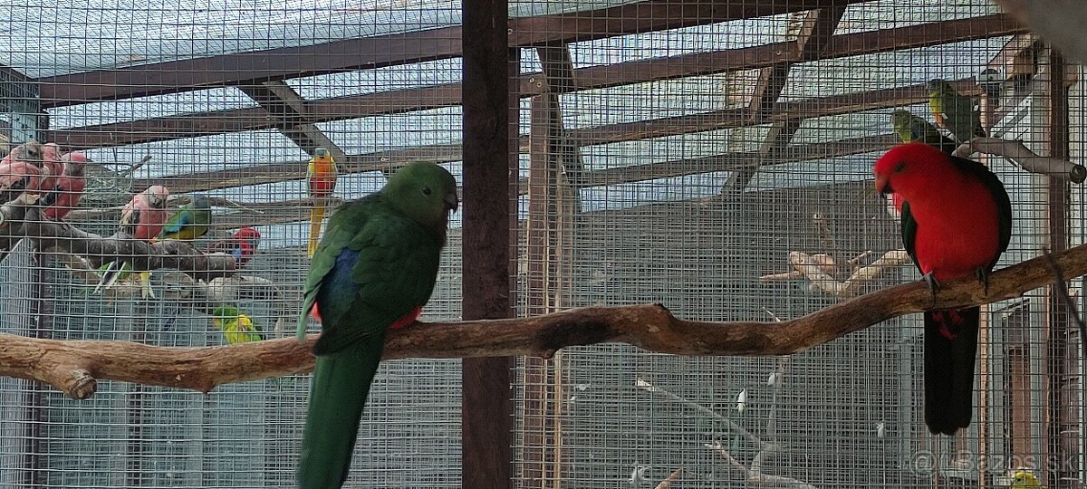 Papagáj kráľovský - 2