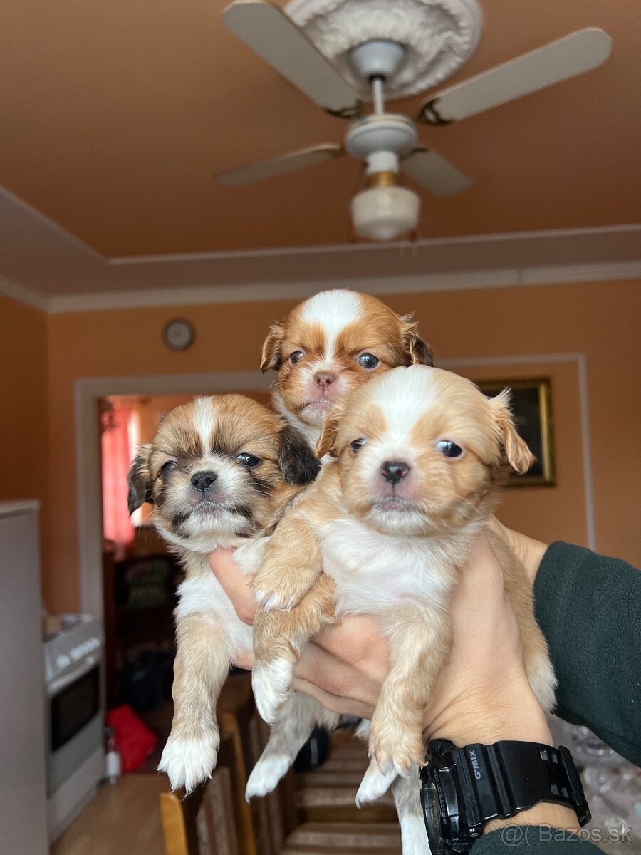 Šteniatko Pekinezer - 2